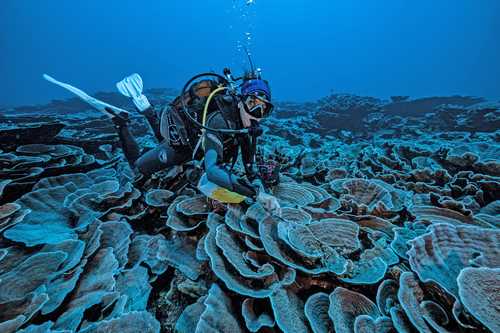 Hallan uno de los mayores arrecifes de corales del mundo en estado prístino