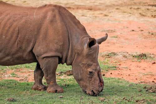 Sehawukele, que significa “que Dios tenga piedad de nosotros”, es un rinoceronte de 10 años cuyo cuerno fue extirpado por cazadores. Fue devuelto a su hábitat en Sudáfrica tras ser sometido a más de 30 operaciones. El animal fue encontrado luego de ser desfigurado de una forma brutal.