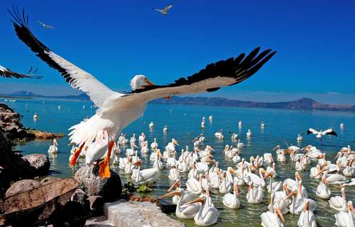 El lago de Chapala, en Michoacán, recibe a miles de pelícanos entre octubre y abril. Pobladores de Petatán, en el municipio de Cojumatlán de Régules, los alimentan.