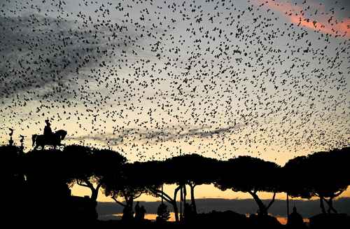 Aunque cada invierno es un gran espectáculo que sorprende a los visitantes, para la alcaldía romana representa un problema por las enormes cantidades de heces de las aves.