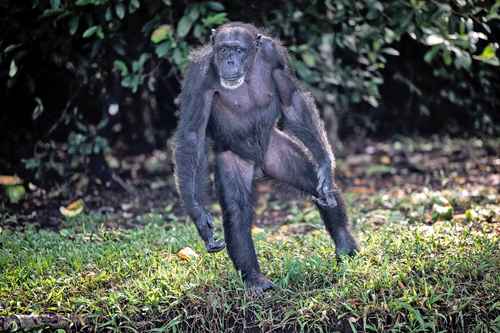 Esta especie de primates atrapa pequeños invertebrados y los aplica de forma directa en la parte afectada.