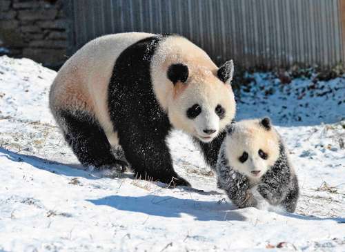 Un panda juega con su cachorro en el Centro de Conservación e Investigación de China para el Panda Gigante.