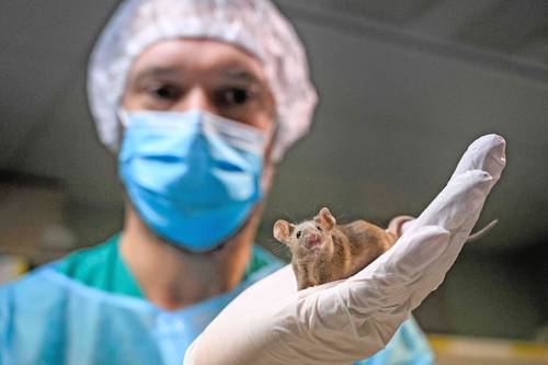Un zootécnico de la Universidad de Ginebra sostiene una rata de laboratorio. El domingo próximo, los suizos votarán por cuarta ocasión si se prohíben las pruebas con animales. Una iniciativa ciudadana en ese país llama a detener también los experimentos con humanos, así como a vedar la compra de productos que hayan utilizado ese método.