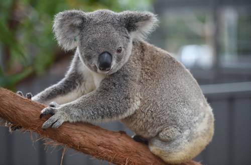 El gobierno de Australia declaró ayer que en el este del país el koala pasa de ser especie vulnera-ble a estar en peligro, al ser presa de enfermedades, pérdida de hábitat y otras amenazas. En la imagen, el ejemplar llamado Oxley Kaylee fue atropellado por un auto y permanece en un hospital destinado a estos marsupiales en Puerto Macquarie, después de perder un ojo y la pata trasera izquierda.