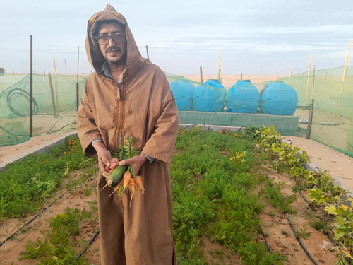 Taleb Brahim.  Saharawi Small Scale Agriculture