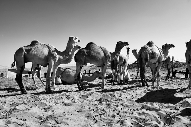 Camellos en el desierto.  Diana Luna