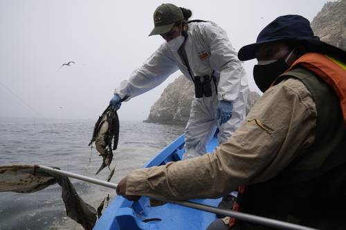 Veterinarios del Servicio Nacional de Áreas Naturales Protegidas de Perú encuentran otra ave muerta mientras revisan las zonas contaminadas con hidrocarburo de la compañía española en Isla Pescadores en Ancón.