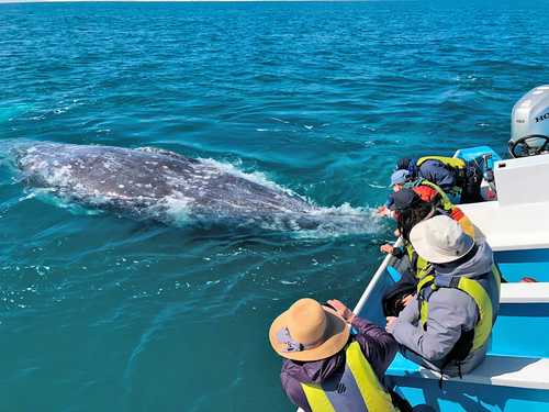 Turistas observan de cerca a una ballena gris en la laguna Ojo de Liebre en la reserva de la biosfera El Vizcaíno, municipio de Mulegé, Baja California Sur, uno de los principales lugares de anidación de estos cetáceos, provenientes de las aguas de Alaska.