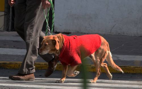 Los entrevistados señalaron que sus animales jugaban o comían menos, dormían más y se volvieron más temerosos y llorosos.