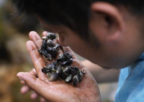 El derrame de petróleo en el mar peruano dejó incalculables daños a la ecología y afectó la fuente de ingresos de al menos 5 mil pescadores y otras personas dedicadas a los servicios turísticos en la zona. En la imagen, un lugareño muestra unos moluscos cubiertos de hidrocarburo.