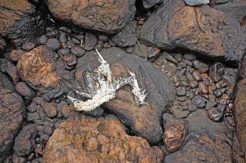 El cadáver de un ave fue captado hace unos días en una costa rocosa contaminada con petróleo en la playa Culebras, distrito de Ventanilla de Callao, en Perú. Tras el derrame de petróleo de Repsol supuestamente causado por la erupción de un volcán submarino cerca de Tonga, las autoridades ecológicas han recuperado con vida 78 aves de un área natural protegida.