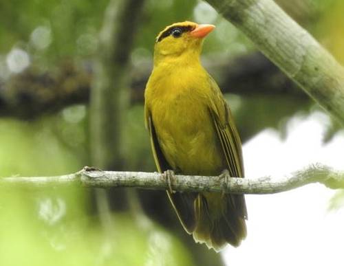 La tangara inti (Heliothraupis oneilli) es una especie de ave paseriforme de la familia Thraupidae.