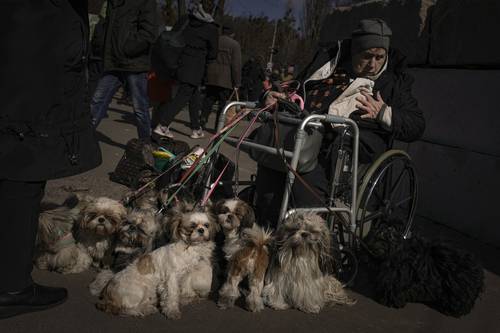  Antonina, de 84 años, fue evacuada con sus 12 perros del suburbio Irpin, en Kiev. Foto Ap