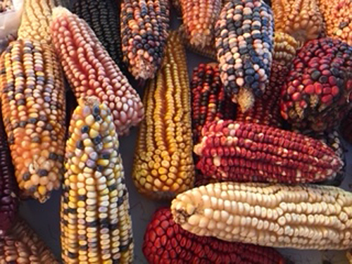 Diversidad genética de variedades de maíz en México. Alejandro Espinosa Calderón y Margarita Tadeo Robledo