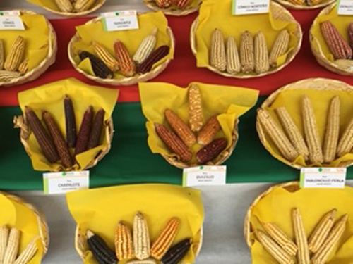 Razas y variedades nativas de maíz en México.   Alejandro Espinosa Calderón y Margarita Tadeo Robledo