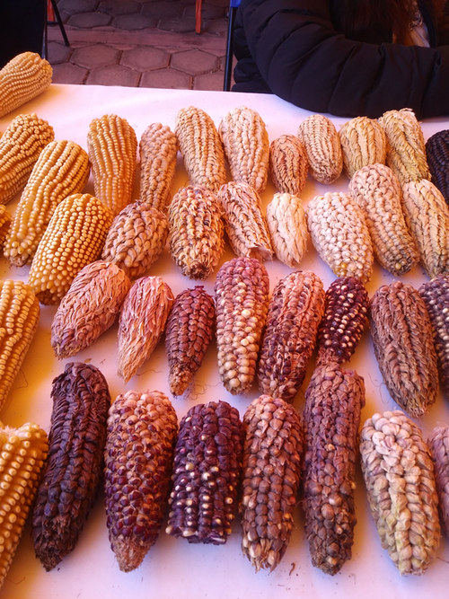 Diversidad de maíces en Tlaxcala. Mercedes López Martínez
