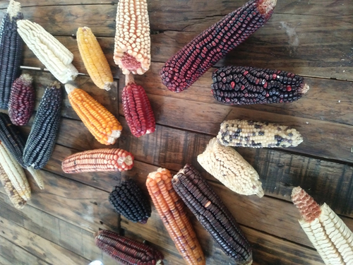 Los maravillosos colores del maíz. Mercedes López Martínez