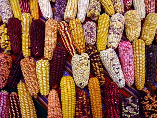 Variedades de maíz.  Margarita Tadeo Robledo y Alejandro Espinosa Calderón