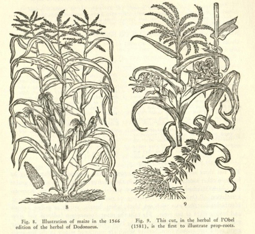 Ilustración del maíz en la edición de 1566 del herbario de Dodonaeus.