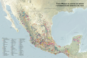 Todo México es centro de origen y diversificación del maíz. Desarrollado por CONABIO