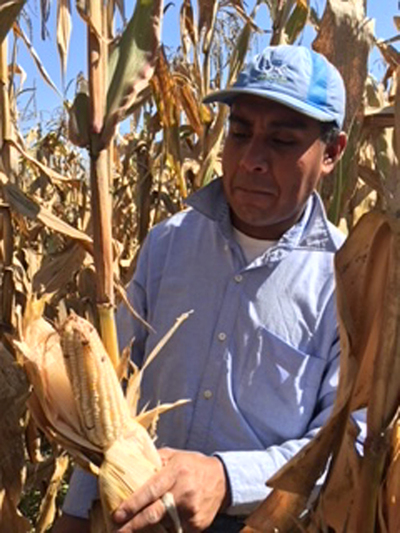 Variedad de maíz mejorado de la UNAM.  Alejandro Espinosa Calderón y Margarita Tadeo Robledo