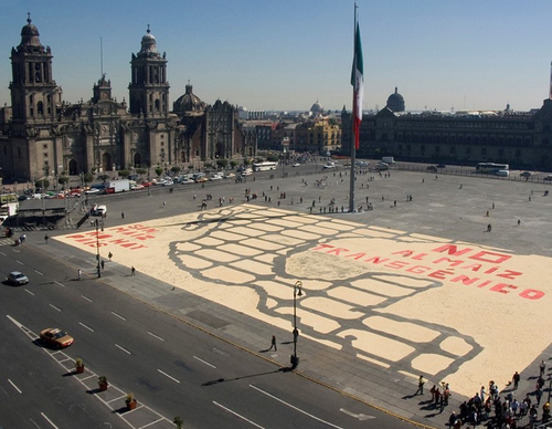 Movimiento en defensa del maíz.  Campaña Nacional Sin Maíz No Hay País