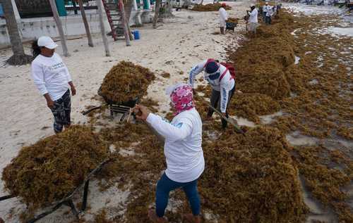 Trabajadores del municipio de Puerto Morelos, Quintana Roo, limpian la playa ante la llegada de grandes cantidades de sargazo. Los malos olores causados por la putrefacción de la macroalga hacen que este destino sea menos atractivo para los viajeros.
