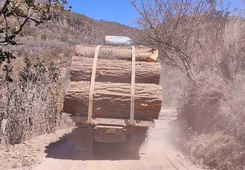 En el camino que va del poblado de Vallecitos de Zaragoza, municipio de Zihuatanejo, a la comunidad de Zihuaquio, municipio de Coyuca de Catalán, Guerrero, en la Sierra Madre del Sur, es frecuente ver camiones que trasladan madera obtenida por bandas dedicadas a la tala clandestina. Este acto ilícito ha provocado escasez de agua en esas dos localidades donde son constantes las protestas por falta del líquido.