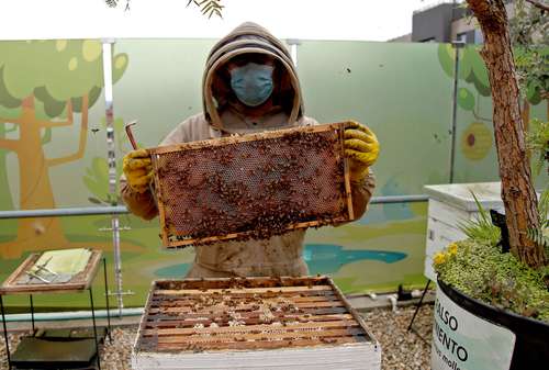 Aunque está prohibida la apicultura en la zona urbana de la capital colombiana, los biólogos y universidades han establecido zonas donde las abejas son muy queridas.
