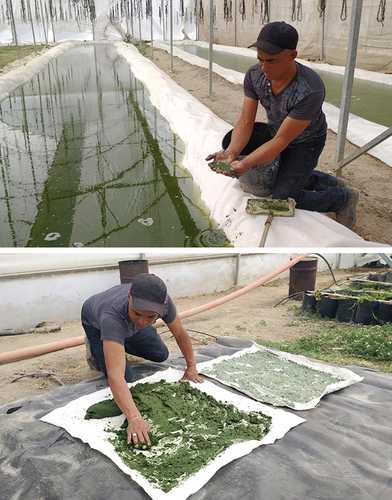 Proceso en el cual el alga recolectada se coloca en mallas a fin de quitarle el exceso de agua luego de sacarla de los estanques para que se desarrolle, posteriormente llevarla a moler y finalmente encapsularla para venderla.