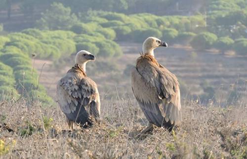 La Jornada – Scientists suggest measures to reduce risks to birds from wind turbines