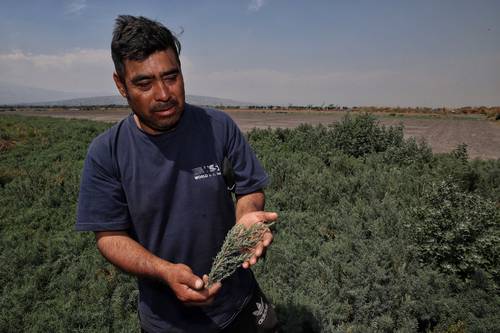 En una semana, Héctor Peña cosechó 100 costales diarios de romeritos.