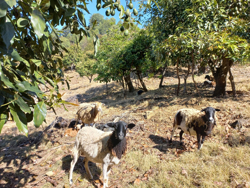 Manejo de arvenses en aguacate con ganado bovino. Conacyt