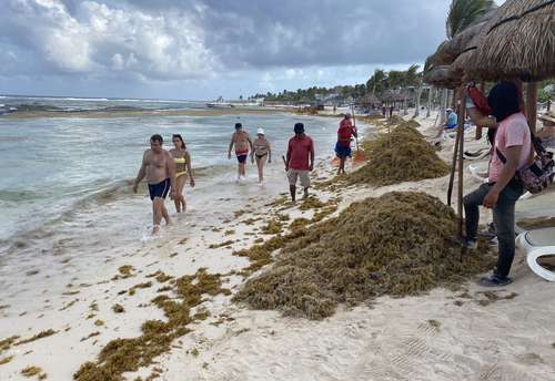 Aspecto de la playa de Tulum, donde se observaron grandes cantidades de sargazo este sábado. La llegada del alga apenas se inicia y se espera que se incremente en mayo, junio y julio, señalaron autoridades.