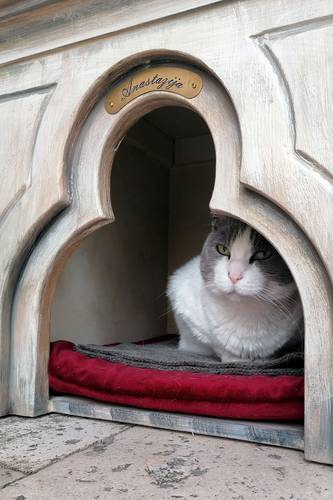 Mientras, el felino de 17 años espera el fallo sobre su futuro en el nicho que le construyó un habitante de la urbe.