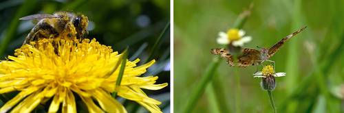 Cambio climático y agricultura intensiva provocan la pérdida de insectos en el mundo