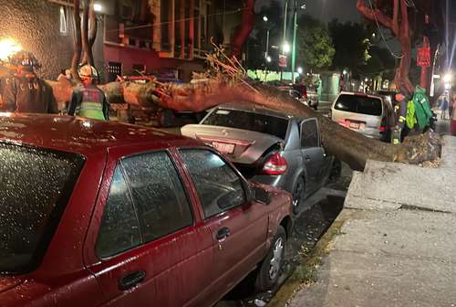 La Secretaría de Protección Civil emitió la alerta naranja por lluvias para las alcaldías Álvaro Obregón, Cuajimalpa y Magdalena Contreras, así como amarilla para Coyoacán, Milpa Alta, Tlalpan y Xochimilco. Las precipitaciones ocasionaron caídas de árboles en demarcaciones como Álvaro Obregón y Cuauhtémoc. En la imagen, en esta última, un ejemplar que cayó sobre un auto en Doctor Andrade y Concepción Méndez en la colonia Doctores, sin reportarse lesionados.