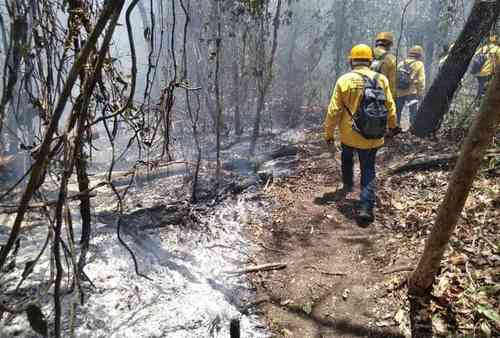 Trabajadores de la Comisión Nacional Forestal intentan sofocar el incendio forestal entre las comunidades mayas de Chun Ek y Chan Chen. La conflagración, que se inició hace más de 11 días, ha sido controlada en un 50 por ciento.
