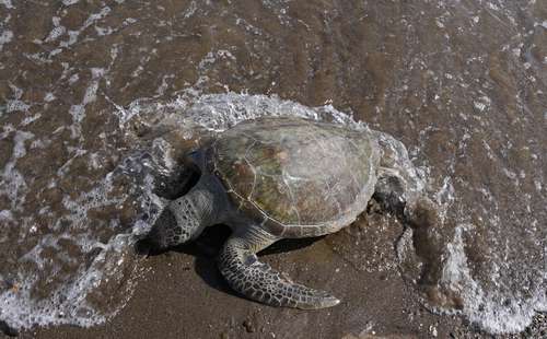 Amenazadas de extinción, 21 de cada 100 especies de reptiles