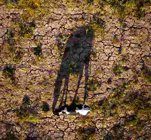 Una vaca se alimenta de la hierba que queda alrededor de un campo semiárido en el Valle de Mexicali, Baja California. El estado padece sequía severa, por lo cual se pretenden aplicar restricciones en el uso y manejo del agua.