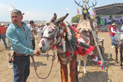 Dentro del marco del Día del Trabajo, en el municipio de Otumba, estado de México, se llevó a cabo la Feria Nacional del Burro –suspendida dos años debido a la pandemia de covid-19– con una variedad de actividades, entre las que destaca el desfile de disfraces, en el cual resultó ganador el Asno Apache. En esta localidad, desde hace más de 15 años existe el único santuario para estos équidos en el continente, denominado Burrolandia, donde en más de cinco hectáreas se preserva, cría y reproduce el animal, que se encuentra en peligro de extinción.