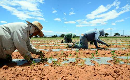 Campesinos, acorralados por coyotes y la precariedad