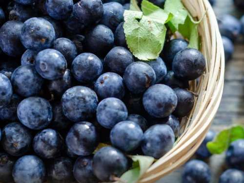 En los tres primeros meses del año el país exportó berries por un valor de mil 395 millones de dólares.