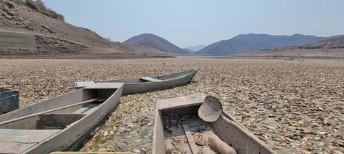 Miles de mojarras han muerto en el municipio de Ajuchitlán del Progreso, Guerrero, por el calentamiento del agua provocado por una falla en una compuerta de la presa Andrés Figueroa, lo que ha ocasionado que comunidades aledañas no tengan agua.