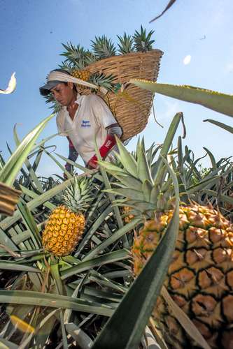 Habitantes de poblados de la sierra sur de Veracruz llegan a trabajar de jornaleros en la siembra y corte de piña a los campos de la comunidad de Los Tigres, municipio de Juan Rodríguez Clara.