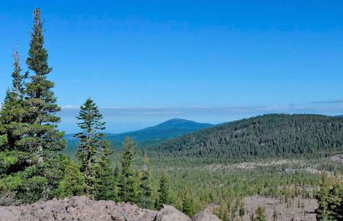 Bosque de coníferas en el norte de California.