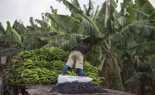  Jornaleros cortan pencas de plátano en los municipios de San Rafael y Martínez de la Torre, Veracruz. Debido a los bajos precios del producto, han optado por dejar que se pudra y sirva de abono. Foto Sergio Hernández Vega