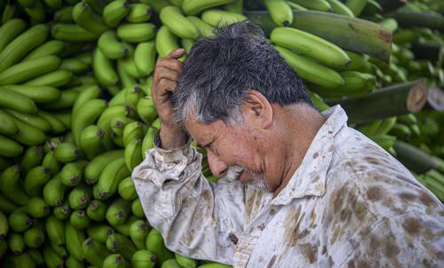  Alberto Mora, de 72 años, invirtió sus ahorros para la cosecha de este año porque no recibió apoyo del gobierno federal tras el paso del huracán Grace, que en 2021 devastó los plantíos. Foto Sergio Hernández Vega