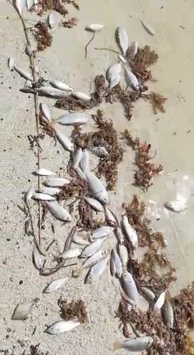 Una cantidad indeterminada de peces han muerto a causa del arribo de grandes cantidades de sargazo a Mahahual, municipio de Othón P. Blanco, Quintana Roo, denunciaron habitantes de esta localidad. La imagen es una captura de pantalla de un video difundido por lugareños.