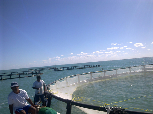 Jaulas de peces marinos en Sisal, Yucatán.  Nicolás Vite
